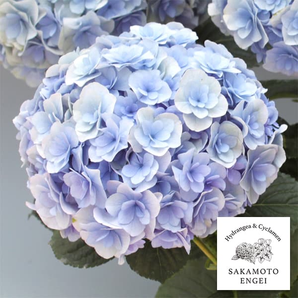 アジサイ：ポージィブーケ　リリ（ブルー）3.5号ポット