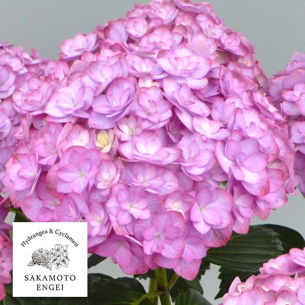 アジサイ：ポージィブーケ　エビータ（パープル）3.5号ポット