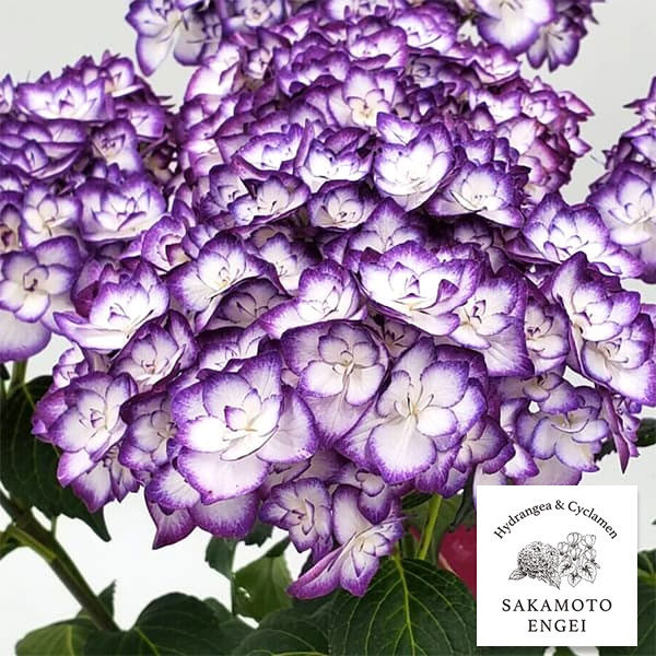 アジサイ：雅姫（みやび）（ブルー／パープル）3.5号ポット