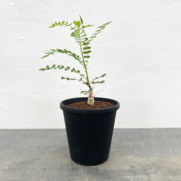 ボスウェリア：ネグレクタ　3.5号鉢植え