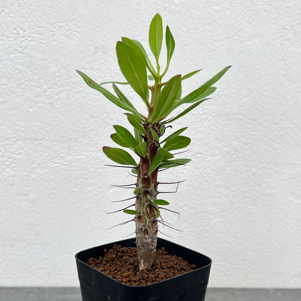 フォーキエリア:オコトテレナエ 2.5号鉢植え