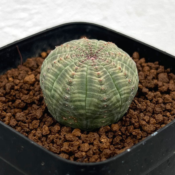 ユーフォルビア:オベサ 2.5号鉢植え*