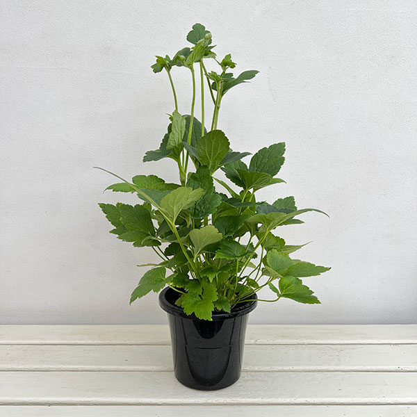 シュウメイギク（秋明菊）：ももね5号鉢植え