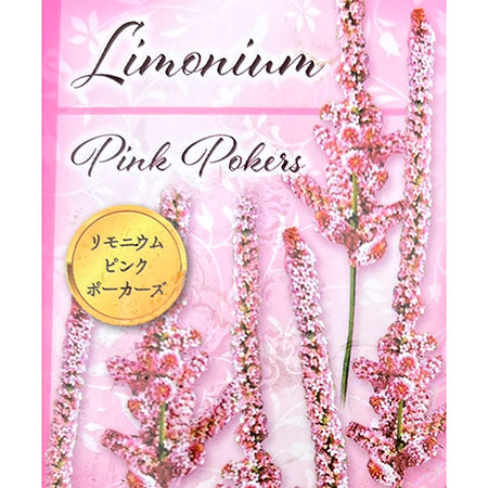 リモニューム（スターチス）：ピンクポーカーズ3.5号ポット