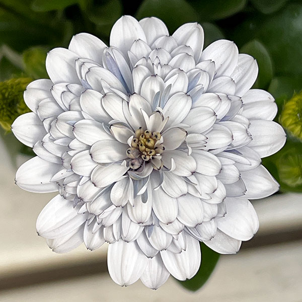 オステオスペルマム：シルバームーン3.5号ポット