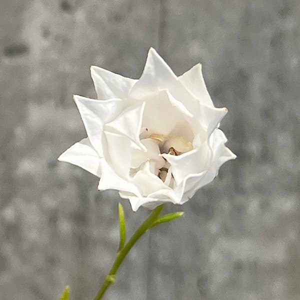 キキョウ(桔梗):白花三重咲3号ポット