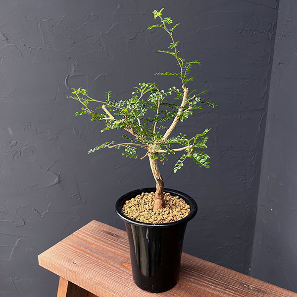 ザ・ファームセレクト]オペルクリカリア：デカリー 4.5号鉢植え