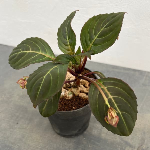 インパチェンス：フェンクライ　４号鉢植え
