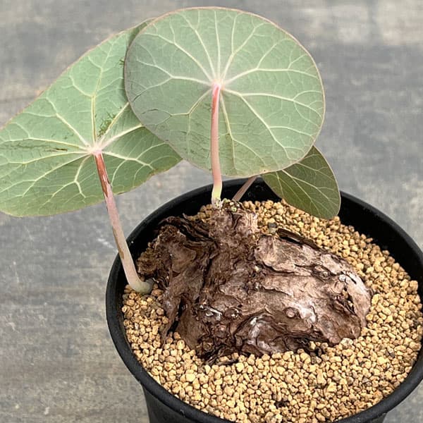 [ザ・ファームセレクト]ステファニア：カウィーサキー　3号鉢植え25-06