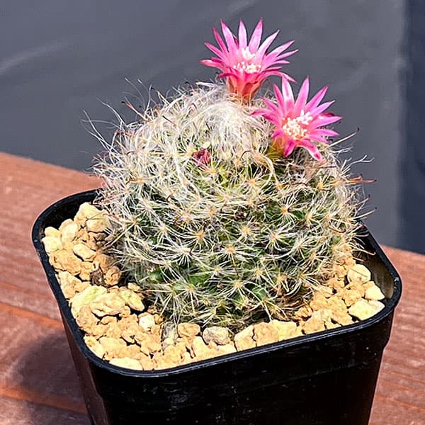 マミラリア:ボカサナ 2.5号鉢植え