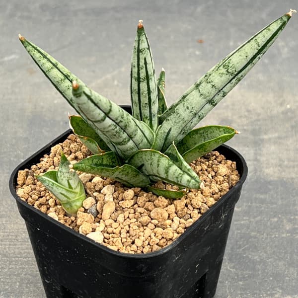 サンセベリア：ファットボーイ　3号鉢植え
