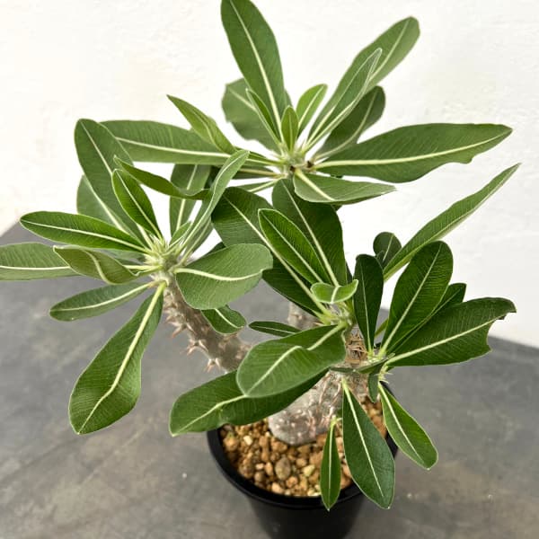 パキポディウム:デンシフローラム 4号鉢植え*