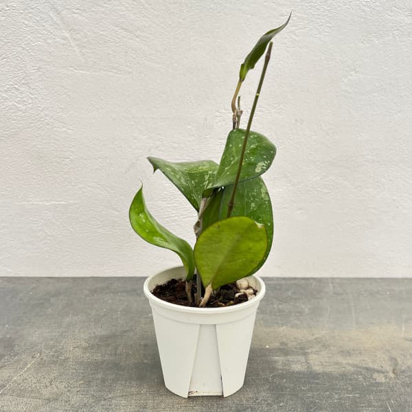 ホヤ：フスコマルギナータ　3号ポット