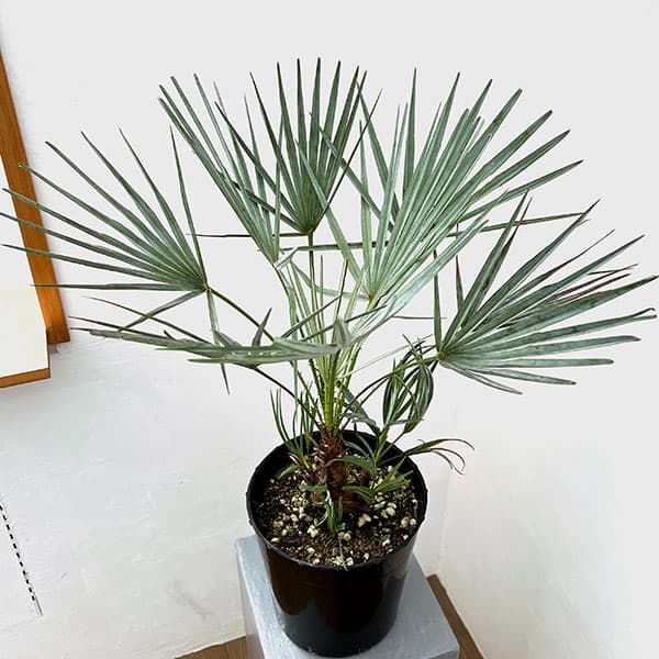 ヤシ:チャボトウジュロ セリフェラ 7号鉢植え