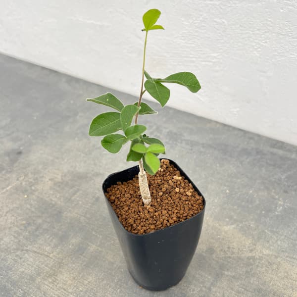 コミフォラ：オルビクラリス　2.5号鉢植え