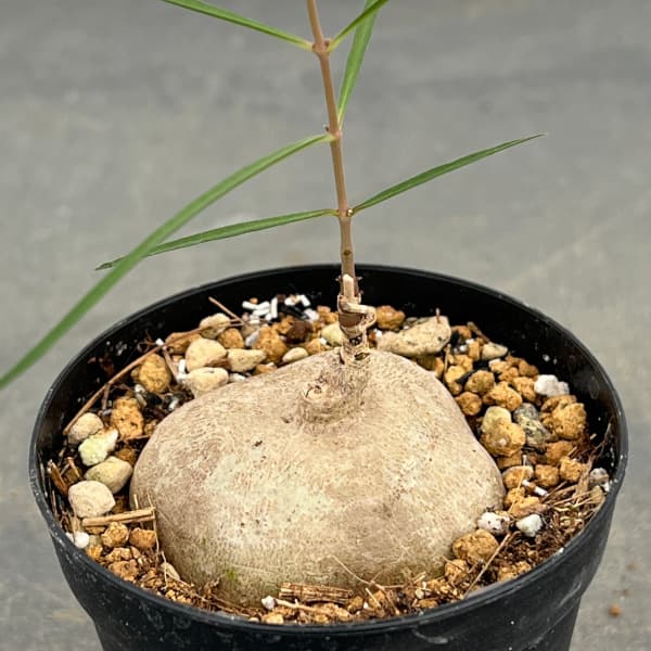 ブラキステルマ：スペックタイランド2.5号鉢植え