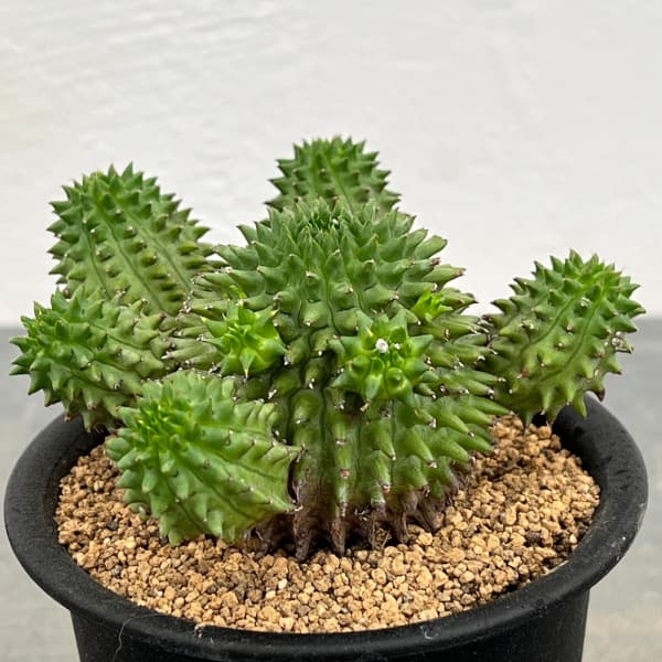 ユーフォルビア：スザンナエ　3号鉢植え*