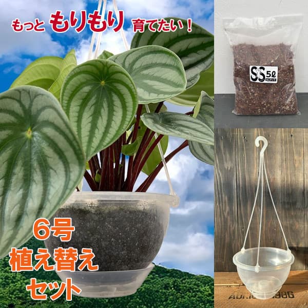 ペペロミア：サンデルシー（スイカペペ）６号植え替えセット