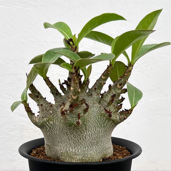アデニウム：アラビカム ドワーフ　4号鉢植え
