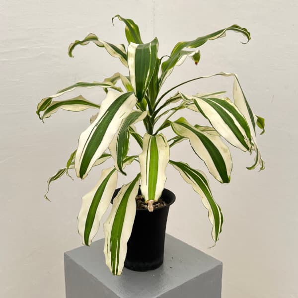 ドラセナ：sp.アスペン　4号鉢植え