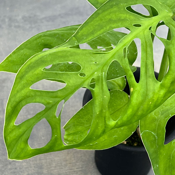 モンステラ:sp.アマゾナス 3号鉢植え