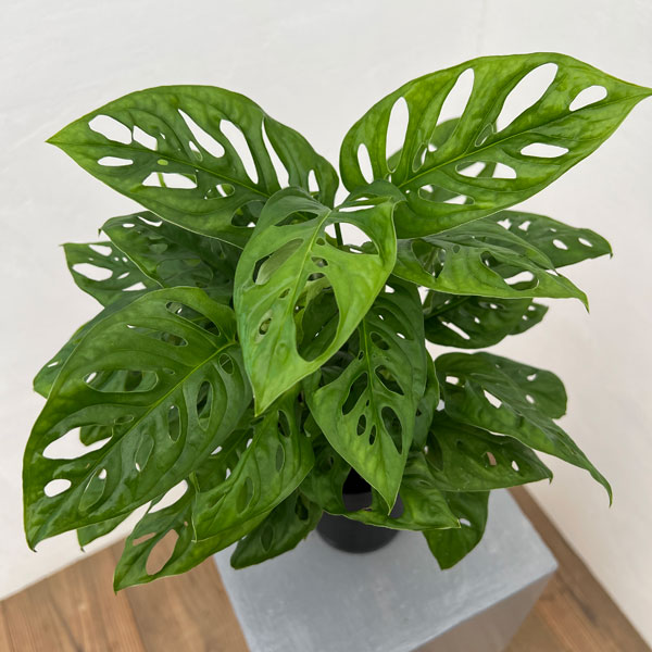 モンステラ:アダンソニー もりもり株 3号鉢植え
