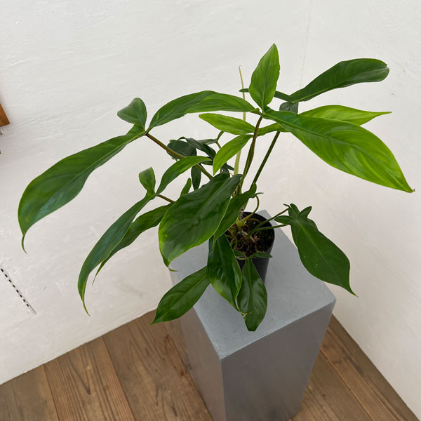 フィロデンドロン:69686 3号鉢植え