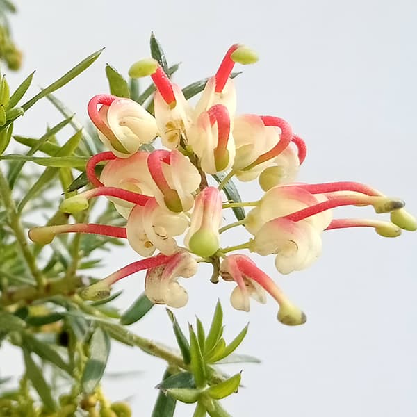 グレビレア：ジュビリー　6号鉢植え