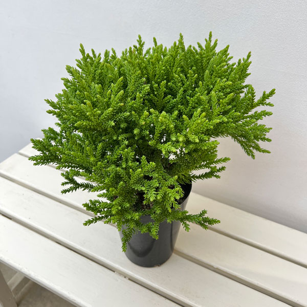 スギ：グロボーサ　ナナ　5号ポット