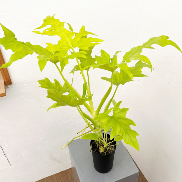フィロデンドロン:ワースウィッシー フラバム 3号鉢植え25-01