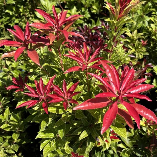 アセビ（馬酔木）：ミリオン5号鉢植え