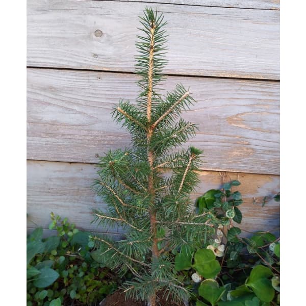 ドイツトウヒ4号ポット