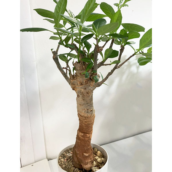 [送料無料]バオバブ 鉢植え（樹高約30cm、12年生）