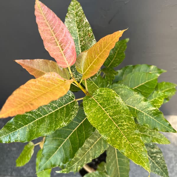 [ザ・ファームセレクト]フィカス：スノーストーム　5号鉢植え
