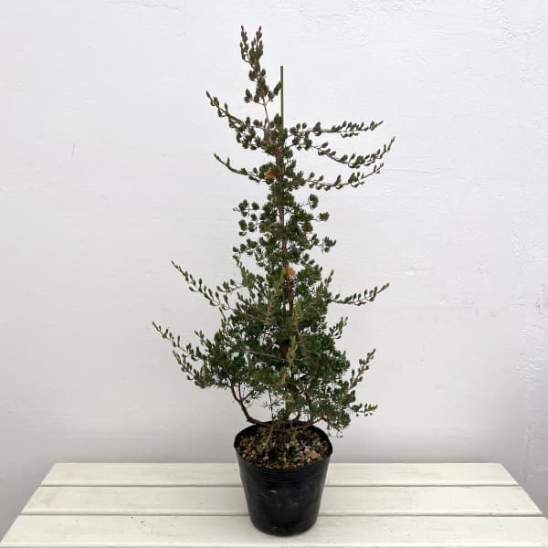 ダーウィニア：タクシフォリア（ツリー仕立て）5号ポット