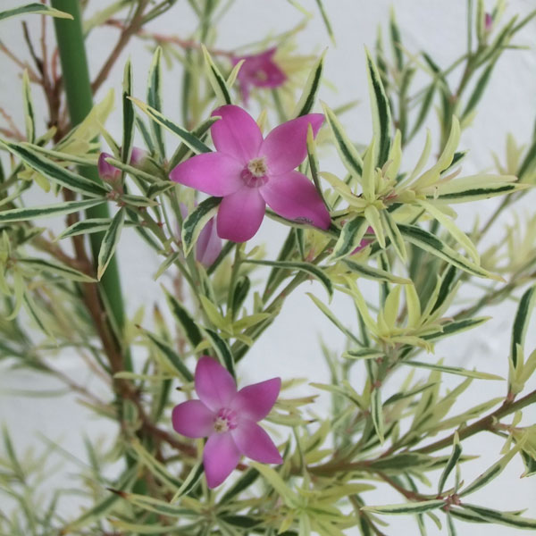 [25年11月中下旬予約]サザンクロス：フイリーナクイーン 7号鉢植え