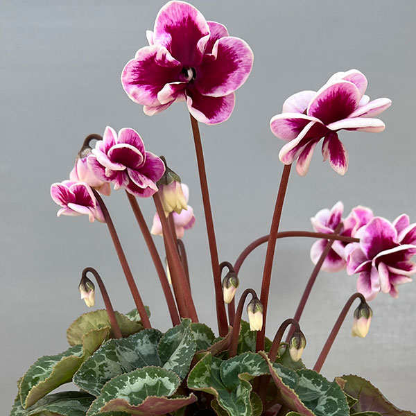 シクラメン：フェアリーピコ・ルージュ3号ポット