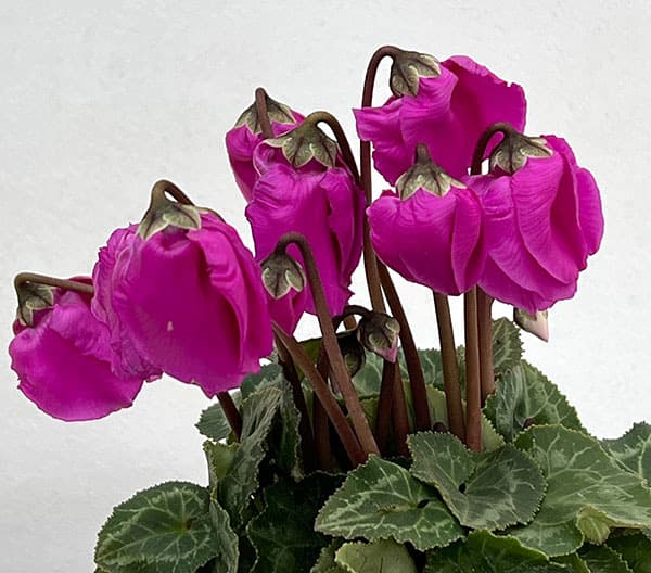 シクラメン：ウィンターベル・バイオレット3号ポット