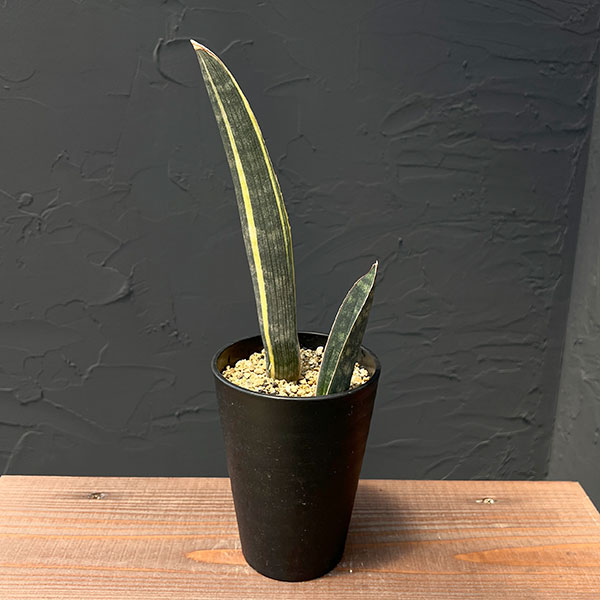 サンセベリア：スーパーピンク（R2470）斑入り　4号鉢植え25-01