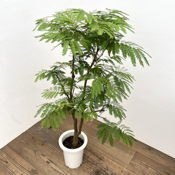 エバーフレッシュ　7号鉢植え*
