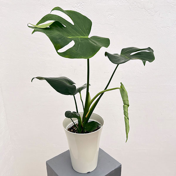 モンステラ:アダンソニー 6号鉢植え