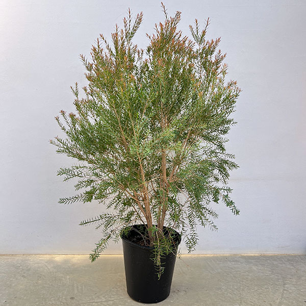 メラレウカ：レッドジェム8号鉢植え