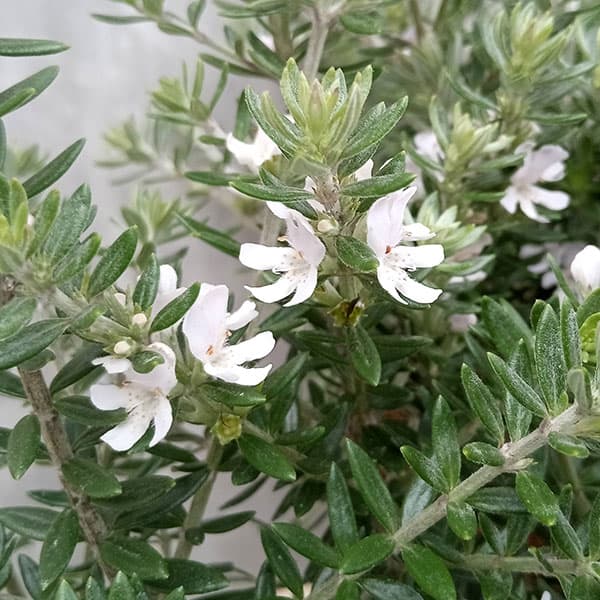 ウエストリンギア:緑葉白花5号鉢植え