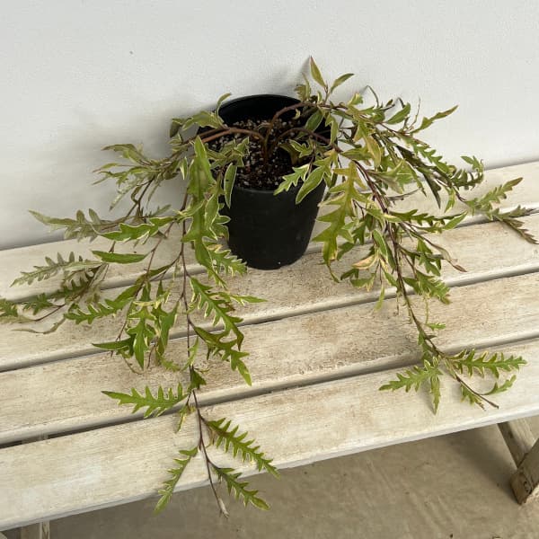 グレヴィレア:サンキストウォーター6号鉢植え