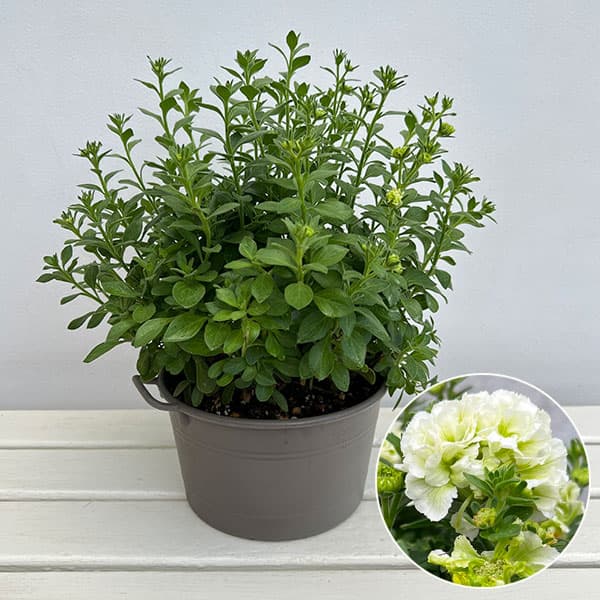 ペチュニア:ホーリーノット直径20cm鉢植え・持ち手つき
