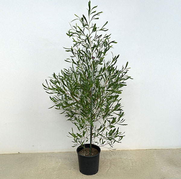 ドドナエア:ヴィスコサ グリーン8号鉢植え