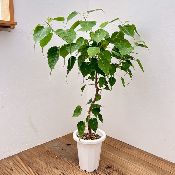 フィカス:レリジオーサ(スリーマハーボダイジュ)7号鉢植え