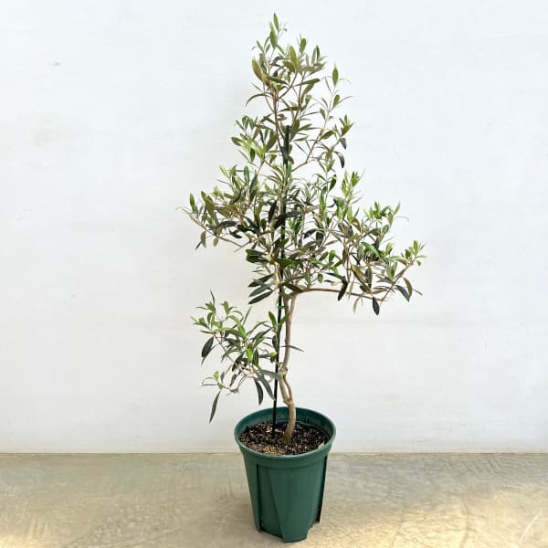 オリーブ:アイセブンセブン(I-77) 8号鉢植え*