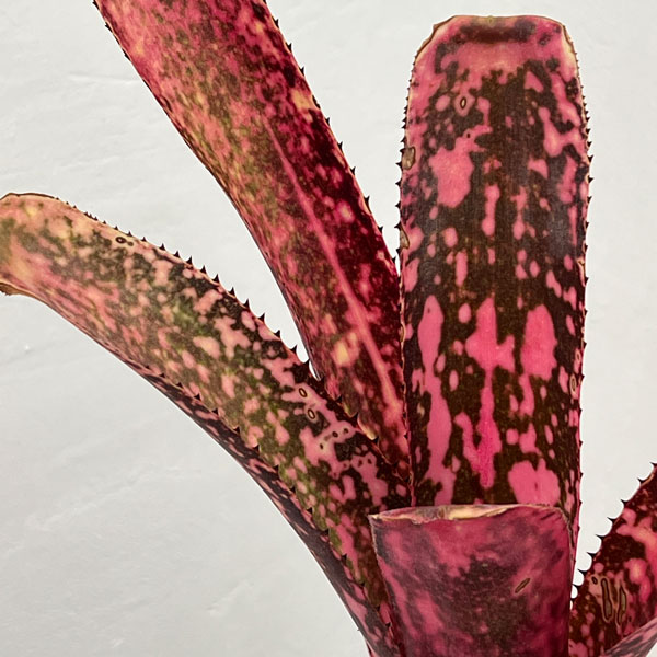 ビルベルギア：オリジナルハイブリット　5号鉢植え