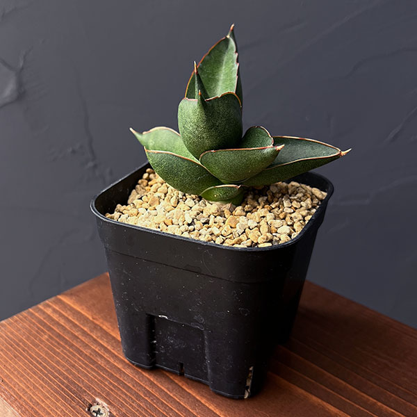 サンスベリア:オペラハウス 3.5号鉢植え